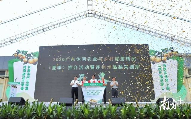 連州水晶梨采摘季正式開啟。梁素雅 攝