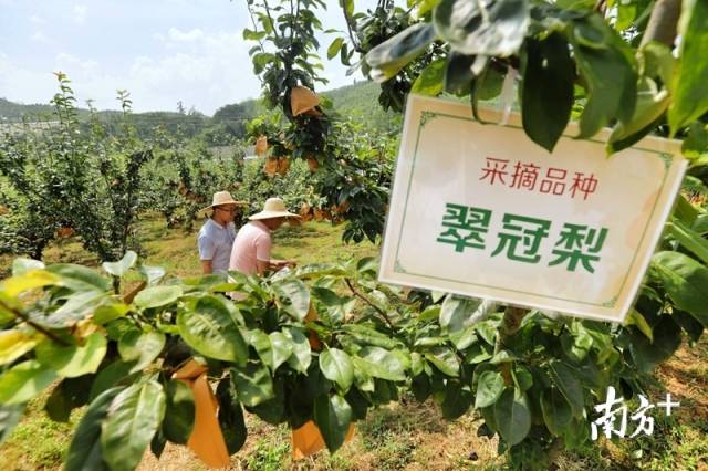 走進(jìn)果場采摘水晶梨。梁素雅 攝