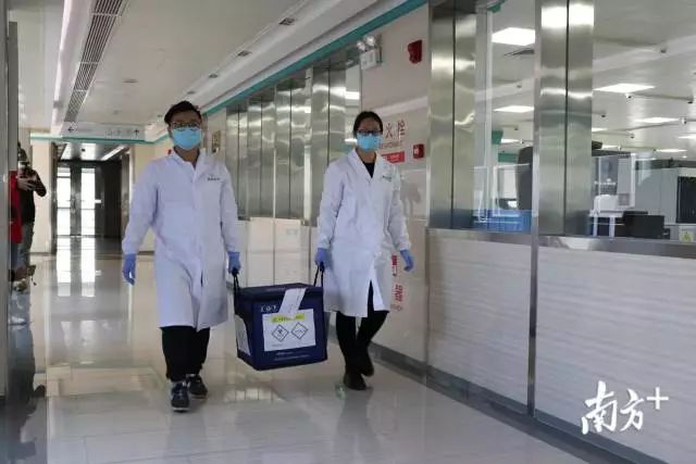 金域醫(yī)學(xué)醫(yī)療冷鏈物流人員將標(biāo)本送往PCR實(shí)驗(yàn)室