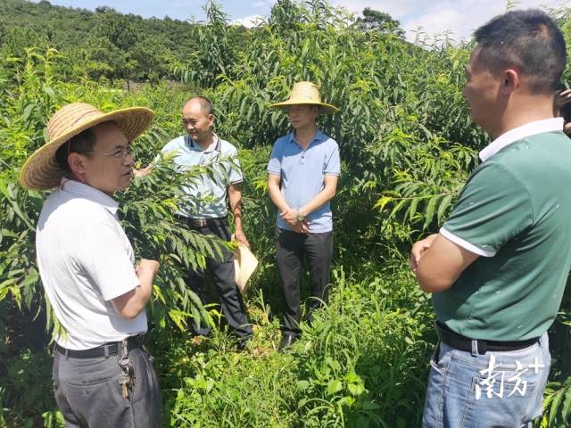 九陂鎮(zhèn)農(nóng)業(yè)綜合服務中心主任、農(nóng)藝師成忠雄提出水果災后管理意見。