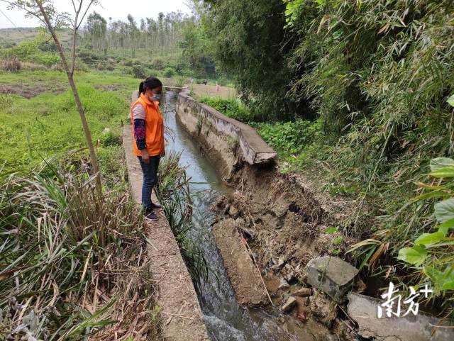 九陂鎮(zhèn)人大代表戴海玲實(shí)地查看水渠受損情況。