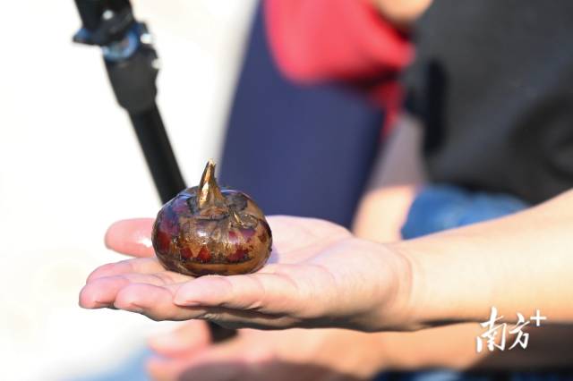 大富頭村所產(chǎn)馬蹄個(gè)頭大，清甜無渣。張曉欣 攝