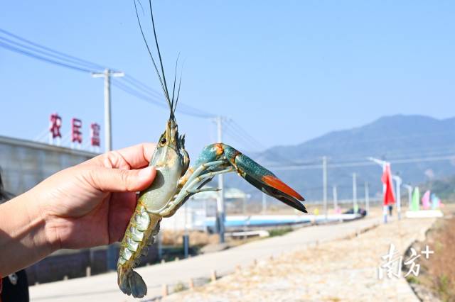 畔水漁晟園澳洲青藍(lán)龍蝦。張曉欣 攝