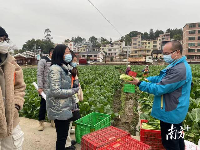 大學(xué)生們一起走進九陂鎮(zhèn)四聯(lián)村菜心基地實地參觀。