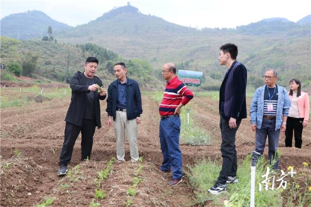 九陂鎮(zhèn)駐鎮(zhèn)幫鎮(zhèn)扶村工作隊(duì)、九陂鎮(zhèn)人民政府農(nóng)業(yè)農(nóng)村工作辦公室工作人員到田間查看溪黃草幼苗情況。