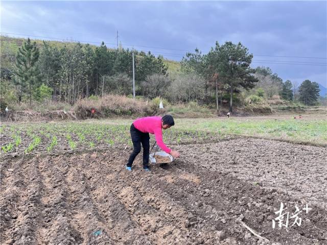 九陂鎮(zhèn)聯(lián)一村委會(huì)車田村梅龍坪的群眾正在耕作。