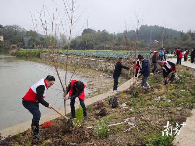 植樹(shù)現(xiàn)場(chǎng)。