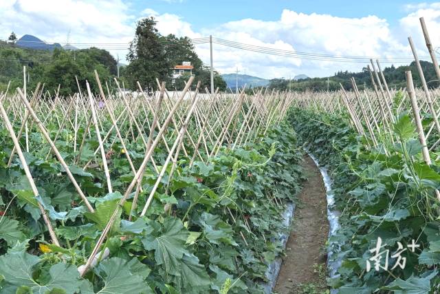 九陂鎮(zhèn)新墟村打造的秋季黑皮冬瓜種植基地。九陂鎮(zhèn)供圖