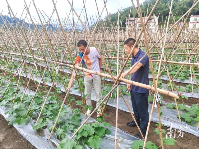 邱雪平（左）在冬瓜田查看瓜藤生長情況。九陂鎮(zhèn)供圖