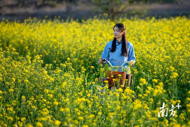 菜心花田。李少輝 攝
