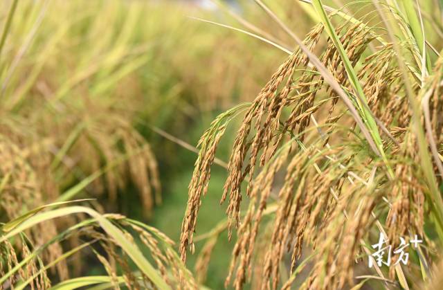 保安鎮(zhèn)建成800畝富硒絲苗米基地和1100畝富硒香芋種植區(qū)，帶動(dòng)村民增收。黃津 攝