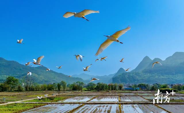 藍天精靈在青山綠水間自由翱翔。羅敏 攝