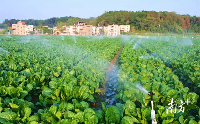 水肥一體化，讓基地每年節(jié)約成本約200萬元。黃津 攝