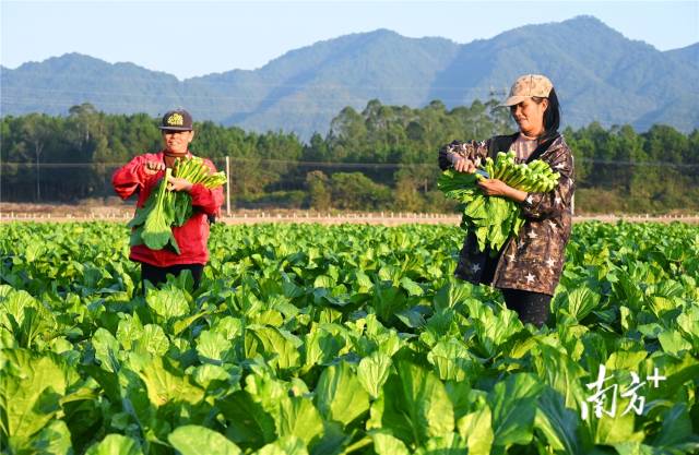連州菜心。黃津 攝