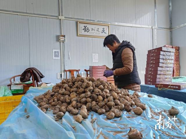 大富頭馬蹄獲評(píng)“嶺南生態(tài)氣候優(yōu)品”。