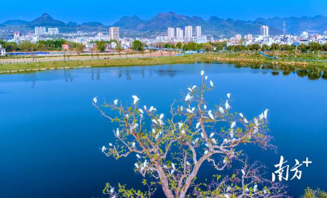 鳥類是“藍天精靈”，愛鳥護鳥，人人有責。羅敏 攝