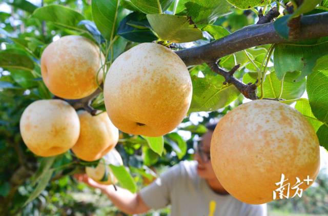 九陂鎮(zhèn)“花果經(jīng)濟(jì)”成效喜人。黃津 攝