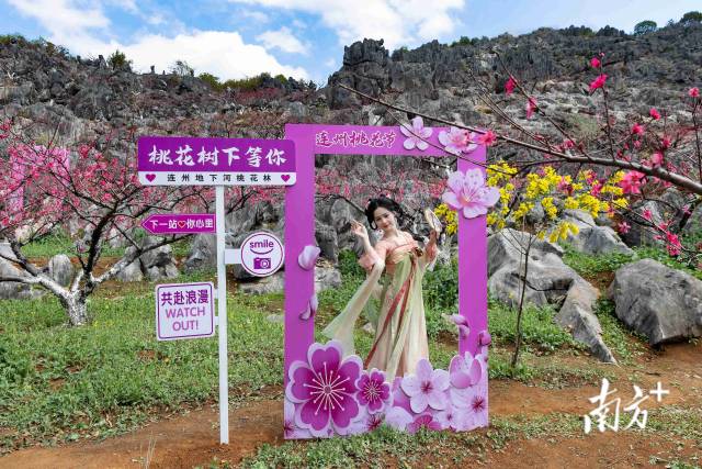 連州正以滿山桃色，向八方游客發(fā)出春日邀請。愛地旅游 供圖