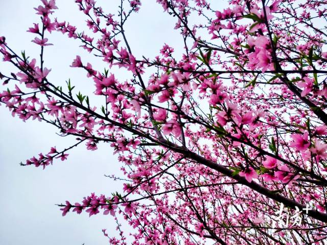 連片的桃花綴滿枝頭，成為連州鄉(xiāng)村最動人的底色。黃瀅 攝