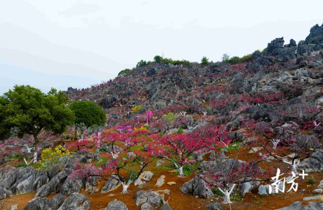 東陂鎮(zhèn)大洞村石林桃花園內(nèi)層層疊疊的桃花。愛地旅游 供圖