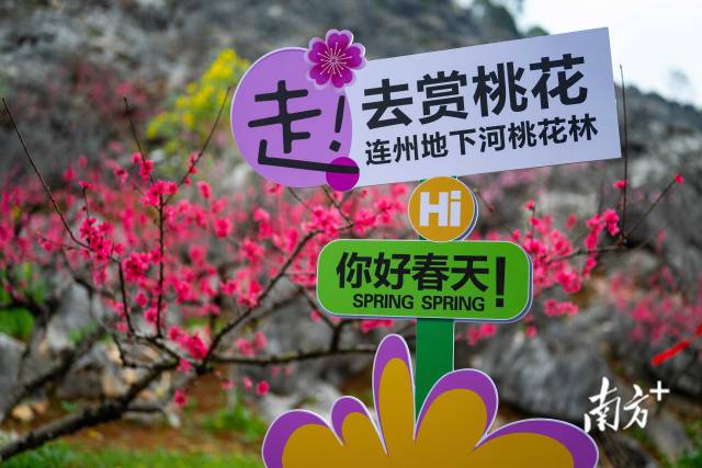 眼下正值連州桃花最佳觀賞期。愛地旅游 供圖