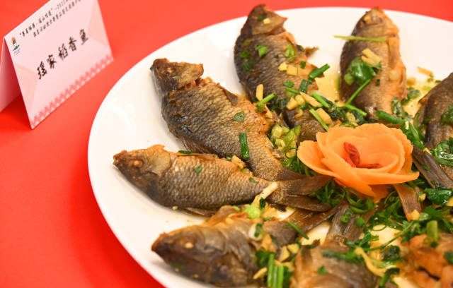 稻香魚。黃津 攝