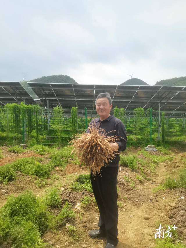 西江鎮(zhèn)以“農光互補”模式盤活土地資源，實現(xiàn)清潔能源開發(fā)與特色農業(yè)發(fā)展雙向賦能。西江鎮(zhèn)供圖